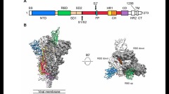 重大突破中共肺炎病毒首张关键图出炉(图)