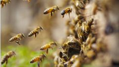 令死鱼复生群蜂起舞葛仙翁超能力非凡(图)