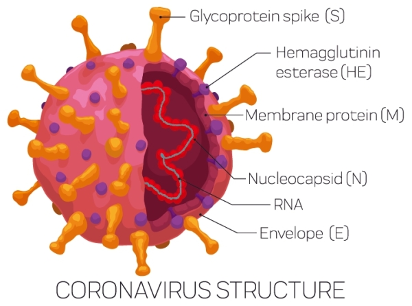 此次的新型冠狀病毒是一種RNA病毒