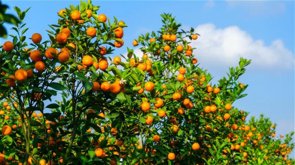 金橘的特点是果皮和果肉一起食用，嚼食后，顿觉喉间津润、满口生香。