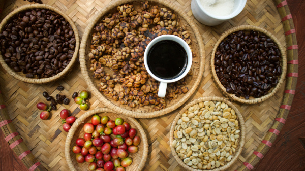 印尼麝香猫咖啡的马来语是“Kopi Luwak”，Kopi意为咖啡，Luwak意为麝香猫，是全球最昂贵的咖啡。