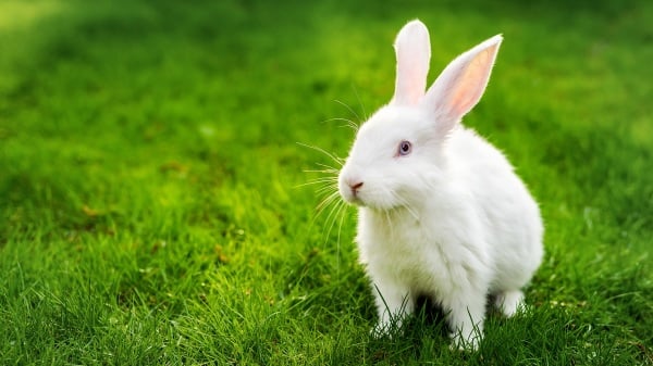 一只大白兔忽然出现在前方。