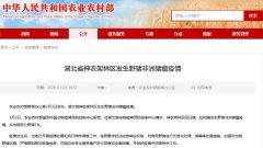 中共肺炎未控豬瘟再起湖北驚見7頭豬死亡(圖)