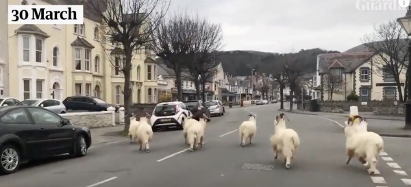 野山羊出現在街道