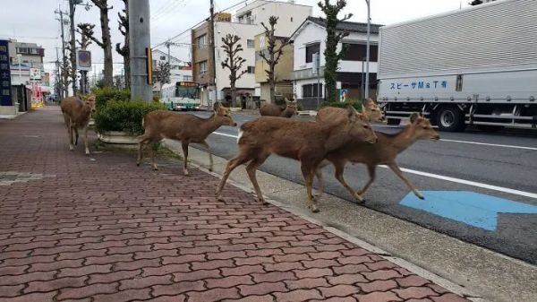 街上的鹿群