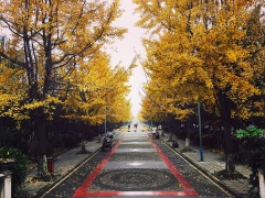 別只盯著鮑毓明王振華性侵幼女的下文呢(圖)