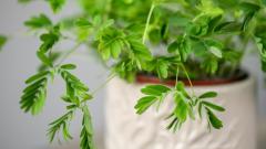 神奇植物含羞草有一个月的记忆(组图)