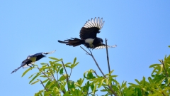 原来不是求偶舞是生存战斗(组图)