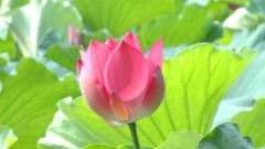 “伸出援手”与“溜之大吉”的选择(图)