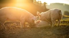 宋朝武將因還惡業生生世世轉生成豬(組圖)