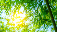 俗语“饱暖思淫欲”的后半句是什么(图)
