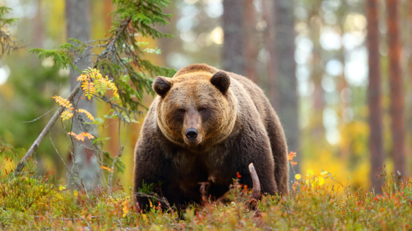 在棕熊界當中，「肥宅」並非一無是處，反而是生存機率最高的象徵！