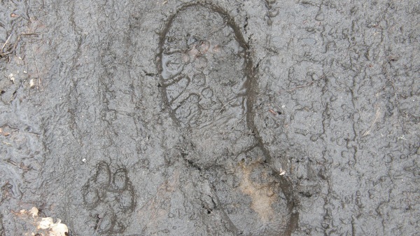 经过考古学家对这些脚印化石的鉴定，发现这些它居然具有130万年的历史。