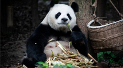 「帝國主義」排著隊跑了小粉紅終於失業了(圖)