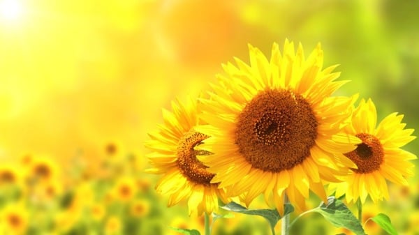 太陽花 向日葵