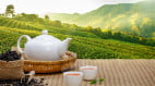 看看再喝饮茶的3个误区你中了几个(组图)