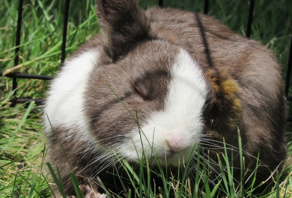 兔子 最大兔子 吉尼斯记录 失踪
