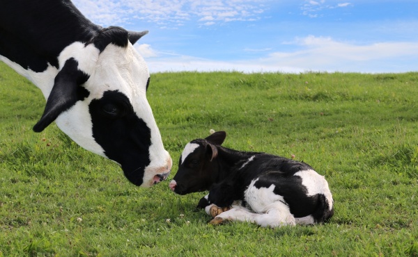 小牛一見到母牛，便高興地叫了起來，母牛來到小牛旁邊，慈愛地舔著牠。