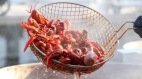 中國爆「甲殼類病毒」無藥救24萬隻小龍蝦已下肚(圖)