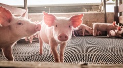 美国社会面临猪肉供应短缺(图)