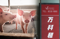 房企扎堆养猪逐利本质的背后更多的是无奈(图)