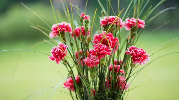 康乃馨（石竹花）是母親節的代表花