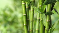 真正有本事的人普遍具有三个特征(图)