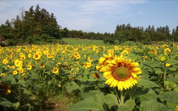 太陽花 葵花 農場