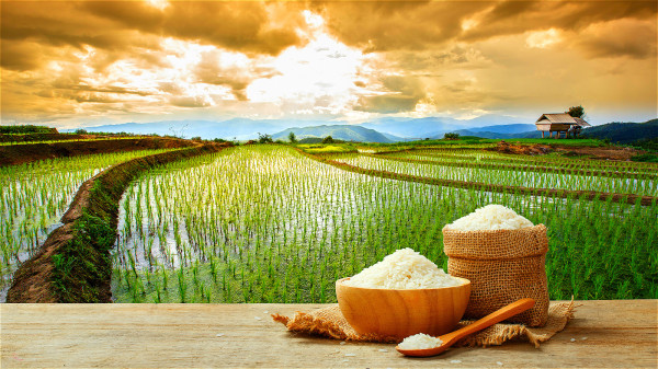 并非所谓“改革开放”前的食品就靠谱，中国民众不知情下已经食用了大量镉米。
