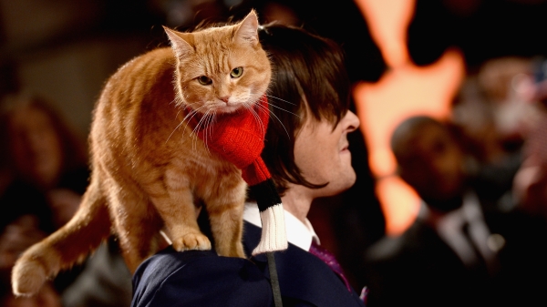 电影“遇见街猫Bob”主角猫“鲍伯”15日离世，结束了14年的传奇“猫”生。图为：2016年11月3日詹姆士・伯恩和鲍伯在英国伦敦参加《遇见街猫Bob》首映。