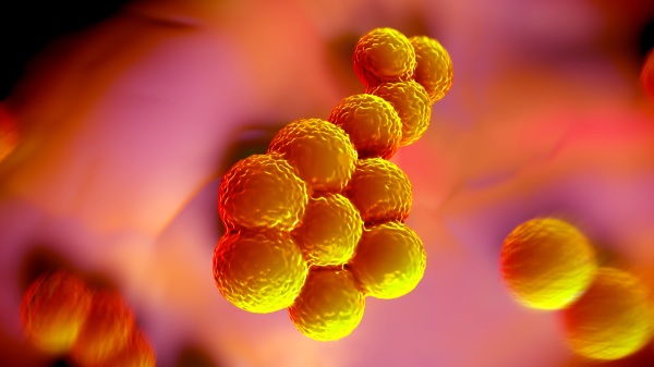 「抗藥性金黃色葡萄球菌」MRSA是一種超級細菌，所幸其剋星出現了。