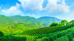 喝绿茶还是白开水好绿茶能代替白开水吗(组图)
