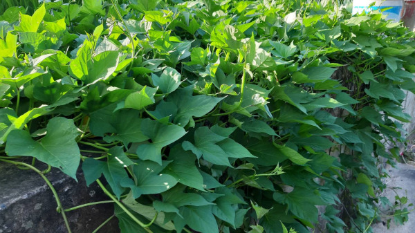 地瓜葉或稱蕃薯葉、甘藷葉，是旋花科蕃薯屬植物蕃薯的葉，可作為蔬菜食用。