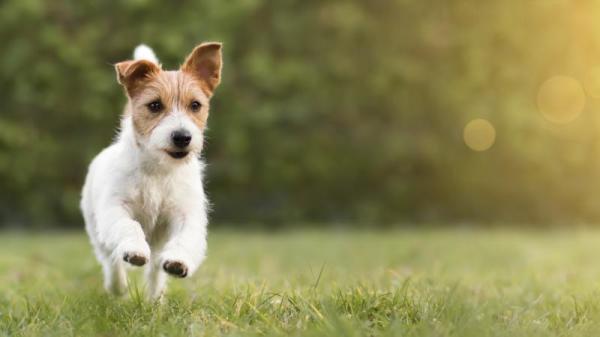 人们常说动物拥有第六感，美国犹他州的一只通报犬却超前、远隔8公里，嗅出小主人病情有异。
