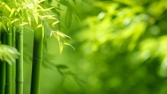处事智慧独特的曾国藩(图)
