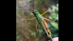 沙漠蝗軍未至雲南現竹蝗災害502架次無人機難擋(視頻)