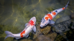 漲知識為什麼古人要在水井裡養鯉魚(圖)