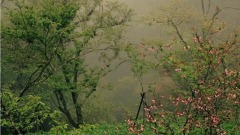 散文：秋雨如淚(圖)