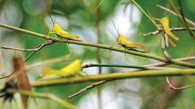 黃脊竹蝗從寮國遷飛入滇西，快速向周邊蔓延。（圖片來源：網路）
