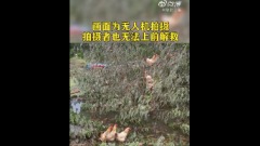 “洪水逼的鸡上树”意外窜热搜网友看后笑不出(组图)