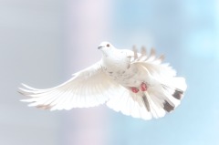 美中關係惡化在美華人今後境遇如何(圖)