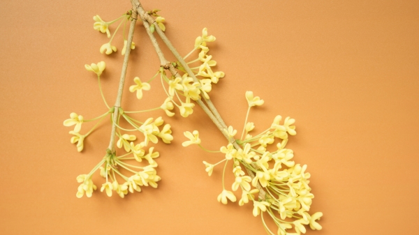 桂花是一蕊一蕊密集的花束，颗粒凝香。