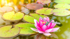 好心有好报果然不虚(图)