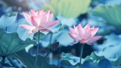 洁身拒色神明赐福(图)
