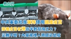 中央军委批准军队使用国产疫苗接种疫苗者爆近半数发烧乏力
