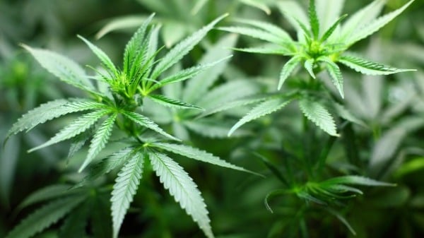 加拿大10名华人涉非法种大麻被捕