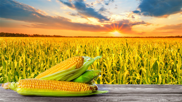 玉米为抗旱极强的作物，可防饥荒、旱灾，是世界三大作物之一。