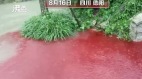 四川暴雨狂降诡异血腥红水淌满路面(图)