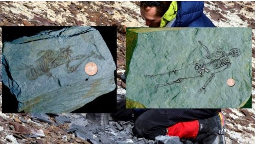 古生物學家在南極發現了6億年前的極小人類骨骼化石。（圖片來源：WorldProNews/Twitter）