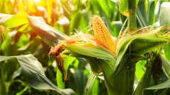 帝王喜食的“珍珠米”健脾开胃治糖尿病(组图)